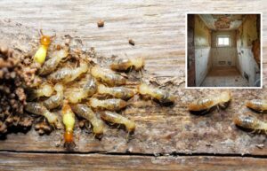 Close-up of termites infesting damp timber caused by moisture from a leaking bathroom, with water-damaged shower walls in the background